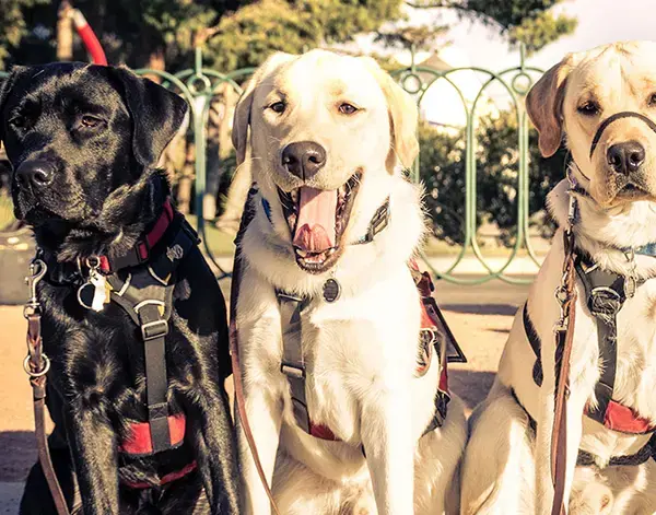 Drei Blindenhunde mit Geschirren sitzen nebeneinander im Freien; ein heller Hund hat sein Maul geöffnet und blickt fröhlich und entspannt drein.